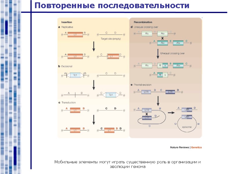 Повторенные последовательности Мобильные элементы могут играть существенную роль в организации и эволюции генома